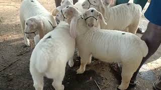 bannur sheep market near Mysore sheep bannursheep youtubevideos [upl. by Eserahs903]