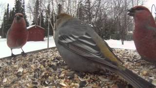 Pine Grosbeak Feeder Cam [upl. by Selrahc123]