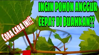 INGIN POHON ANGGUR CEPAT DI BUAHKAN❓COBA CARA INI‼️🔥🍇 [upl. by Natfa]