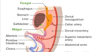 Development of Gut Model Part 04  2nd Year MBBS OSPE [upl. by Soren]