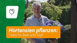 Hortensien pflanzen Profitipps für Beet und Topf [upl. by Huntingdon]