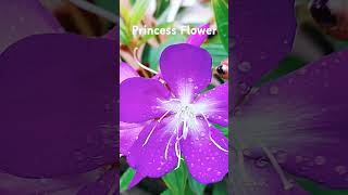 Tibouchina UrvilleanaPrincess Flowerflowers purpleflower beautifulflowers [upl. by Garfield]