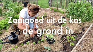 Inis Moestuin 141 Zaaigoed uitplanten oaspinazie rode kool bietjes sla Wortels amp prei zaaien [upl. by Ezara219]