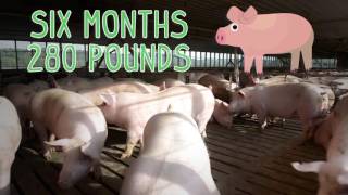 Ohio Pig Farm Quiz amp Facts [upl. by Nnaear]