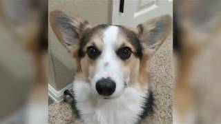 Corgi Barking  Corgi Puppy Wont Stop Barking [upl. by Feeley]