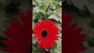 Gerbera flower plant youtubeshorts viralvideo video [upl. by Alwyn]