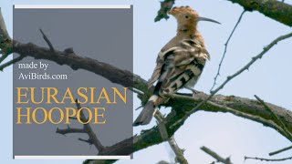 Eurasian Hoopoe Upupa Epops [upl. by Ahsenat]