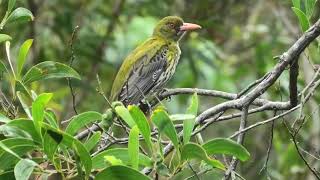 Olivebacked Oriole 19 [upl. by Vladamir]