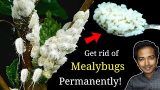 How to Easily get rid of Mealybugs permanently  Mealybugs treatment on Hibiscus [upl. by Yruam17]