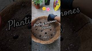 Plant now 🌱 and get beautiful anemones in spring 🌸🌼 PART 2 planting falltrend flowers [upl. by Botti915]