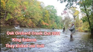 King Salmon Fishing  Oak Orchard Creek NY Oct 2021 [upl. by Nnaillek]