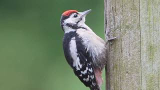 Great Spotted Woodpecker [upl. by Darom]