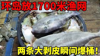 岛后放1700米的渔网，直接就爆网了！这是大丰收的节奏啊！ [upl. by Aia]