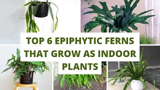 Top 6 Epiphytic Ferns That Grow As Indoor Plants [upl. by Jerz]