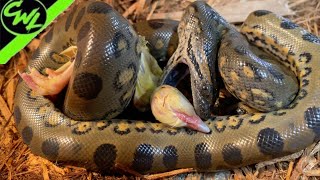 FEEDING BABY GREEN ANACONDAS [upl. by Almita182]