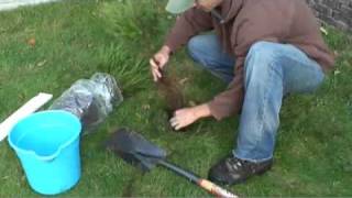 Evergreen Tree Planting Instructions [upl. by Gney]