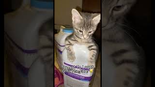 Funny animal video 😹 Try Not To Laugh [upl. by Estes899]