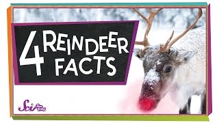 4 Facts to Know About Reindeer  Winter Science  Holiday Science  SciShow Kids [upl. by Airrehs377]