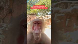 Hamadryas Baboon  Singapore Zoo Singapore [upl. by Ilenay575]