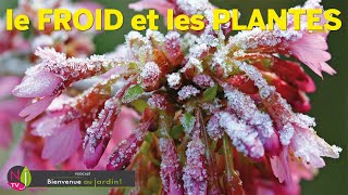 COMMENT LES PLANTES RÉSISTENTELLES AU FROID  EXPLICATIONS ET CONSEILS DE TROIS JARDINIERS EXPERTS [upl. by Staal]