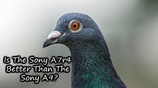 Sony A7Riv is it better than the Sony A9 [upl. by Werbel]