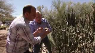 Arizona Cactus Farm  Americas Heartland [upl. by Nonnahc888]