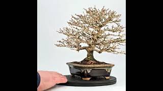 Bonsai Shohin Premna japonica [upl. by Kinnon]