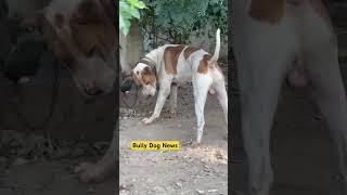 jutta da shoqbullydogs bullykutta doglover pakistanibullykutta bkworld [upl. by Reprah779]