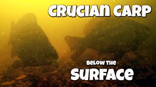 Float fishing for Crucian Carp  with underwater footage [upl. by Aenit652]