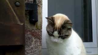 Chat trop mignon qui miaule [upl. by Bathelda]