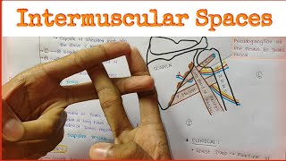 Intermuscular Spaces  Subscapular Spaces [upl. by Amo40]