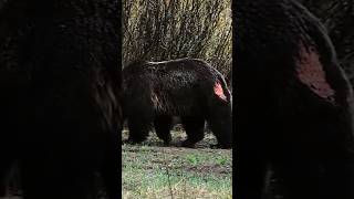 Bear Fights Are Absolutely Ruthless bear wildlife animals [upl. by Yorgerg]