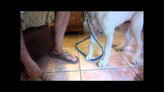 How to Give a Dog a Pedicure peticure elite clipping and filing dog nails [upl. by Atnes]