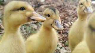 Silver Appleyard ducklings 1 week Old Outside [upl. by Notniuq726]