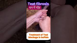 Teat Obstruction l Teat fibrosis l dr Umar khan [upl. by Shapiro360]