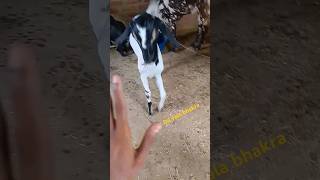 Dil yala Bakra butiful ❤️ nice Bakra trending youtubeshorts gort [upl. by Ettelloc]