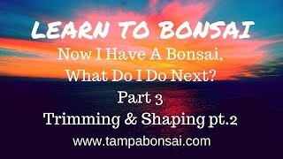 Now I Have A Bonsai Tree What Do I Do Next Part 3 Trimming amp Shaping pt2 [upl. by Alle]