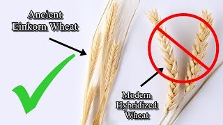 Modern hybridized wheat  Stay away from it [upl. by Elisee]