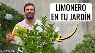 CÓMO CULTIVAR UN LIMONERO EN TU JARDÍN dará fruta cómo podar cómo regar  en20metros [upl. by Post]