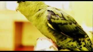 The Lineolated parakeet good at with singing Its really awesome [upl. by Iznil]