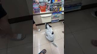 Doggie is wearing pants and seeking shelter in 711 Bangkok Thailand [upl. by Anna]