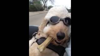 Dog in goggles riding in a sidecar [upl. by Herby]