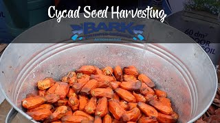 Cycad Seed Harvesting [upl. by Ladew]