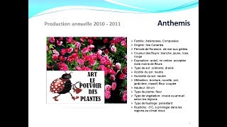 Tuto jardin Anthemis fiche technique plante annuelle [upl. by Eiclek]