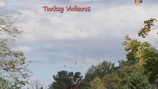 Turkey Vultures Canada Geese Parc Omega [upl. by Magdau578]