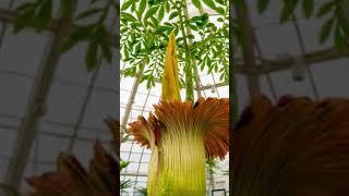 The Corpse Flower [upl. by Broeder98]