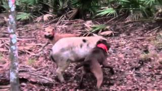 Hog Hunting Solo in Florida with Dogs [upl. by Alleyn]