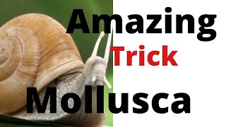 Phylum MOLLUSCA  Trick to Remember 🔥 Easily [upl. by Skye]