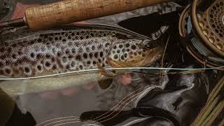 Two trout on a dry fly  Trout Fishing on the River Deveron [upl. by Lonne]