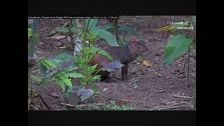 Very Cute Agouti Visits the Fruit Feeder 12282023 exploreorg [upl. by Melessa704]